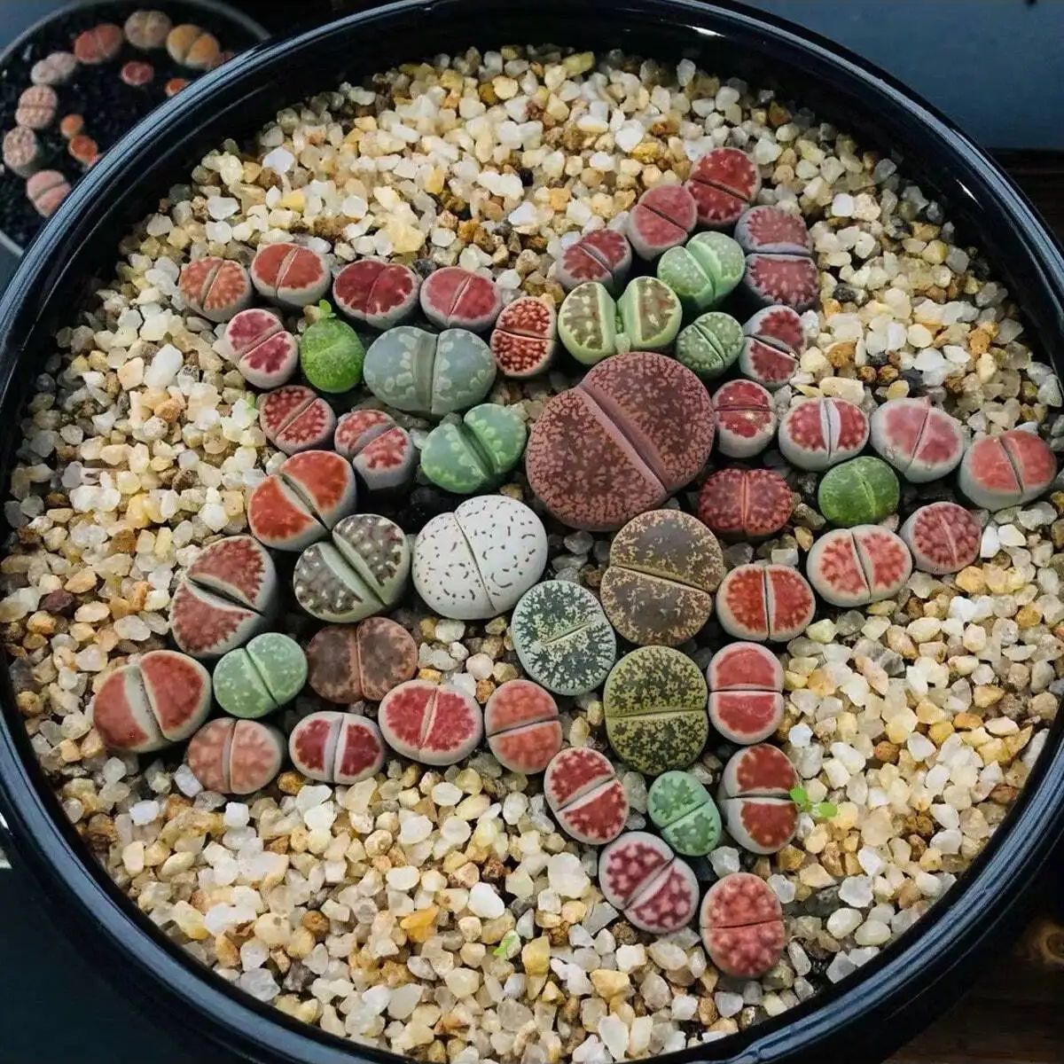 1szt-250g Naturalne kryształy  – Planted Aquarium With Sand recenzja i cena