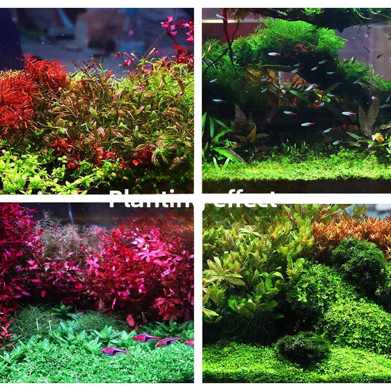 SYSENCIAGA Substrat do akwariu – Planted Aquarium With Sand recenzja i cena