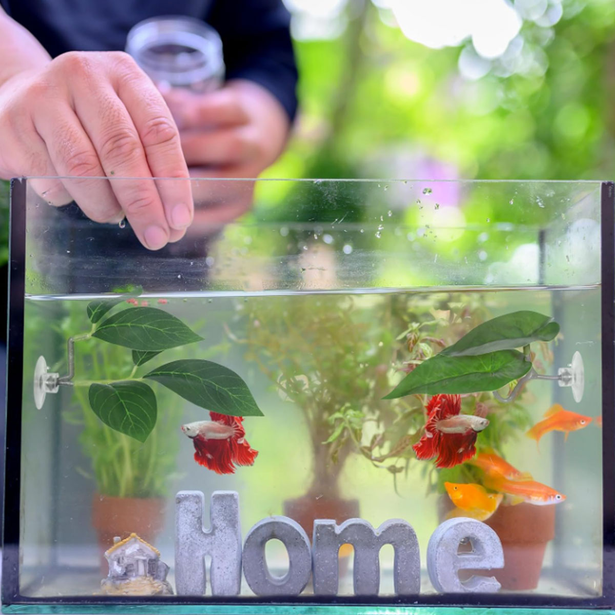 Hamak dla rybki Betta, miękki  – Planted Aquarium Betta recenzja i cena