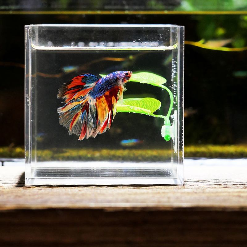 Rośliny do akwarium dla rybek  – Planted Aquarium Betta recenzja i cena